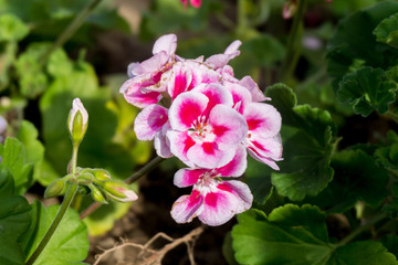 Obraz premium Colorful Flowers in the garden