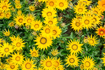 Colorful Flowers in the garden