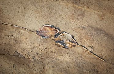 Two autumn leaves laying towards each other on the ground, touching composition on brown background