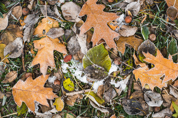 Autumn leaves background. Many dry bright fallen leaves of red, green, grey, orange colors on snowy ground. Flat lay horizontal colour photo.