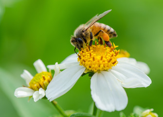 Bee.