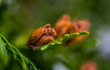 Thuja's cone closeup