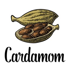 Cardamom spice with seed. Vector black vintage engraved
