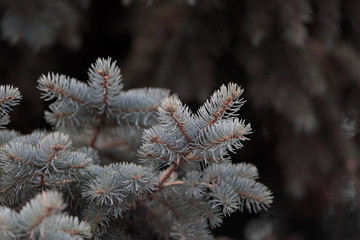 Christmas background. spruce branches. Spruce paws in the sun.