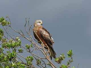 Red kite (Milvus milvus)