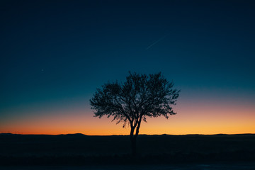 Arbol solitario al atardecer en un desierto