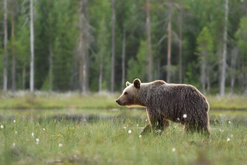 Brown bear walking in wetland, bog, forest background.
