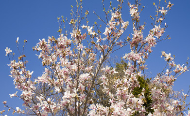 Magnolia branches with flowers