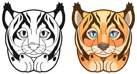 lynx
