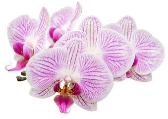 Foto op Plexiglas Bijgesneden orchidee phalaenopsis op witte achtergrond © mkabeck