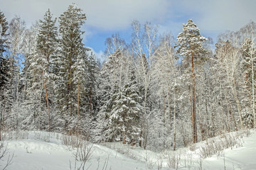 fabulous winter forest