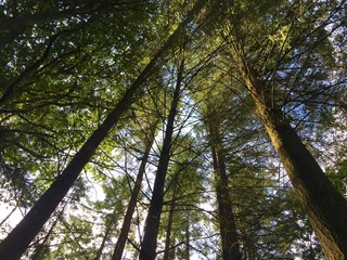 Looking up