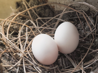 Bird's eggs in the straw nest. Selective focus and close up image with place your text 