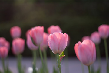 Side view of the sun rising on the opened buds pink tulip