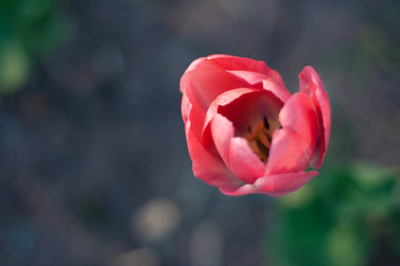Top view of the cutting of the growing bud of pink tulip