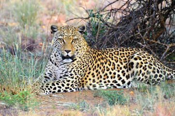 Fototapeta na wymiar Africa. Namibia. leopard