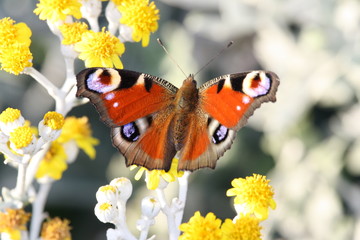 Papillon