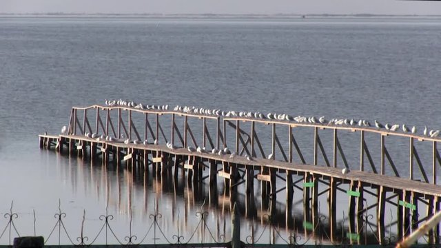 Rest of seagulls on the railing of the pier, a boat mooring. Meditative place.