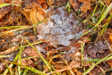 yellow leaf covered with ice