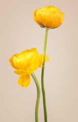 Two yellow ranunculus flowers