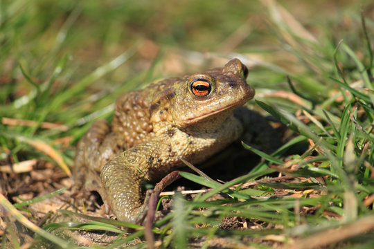 Bufo Bufo-ropucha