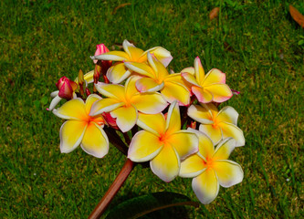 white and yellow plumeria frangipani flowers