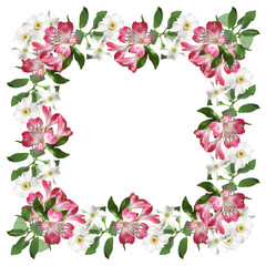 Beautiful pattern of white and pink flowers  