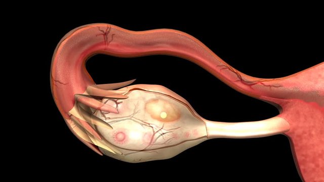 Female reproductive system 4K