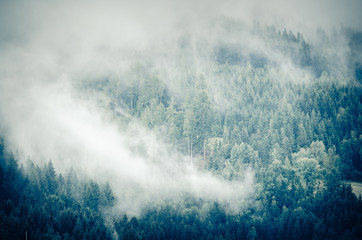 Wald im Nebel - 127216895