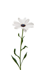 Osteosperumum Flower Daisy