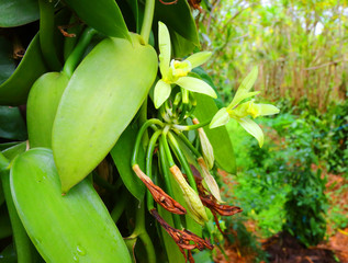 Closeup of The Vanilla flower on plantation. Reunion Island, agriculture in tropical climate. 