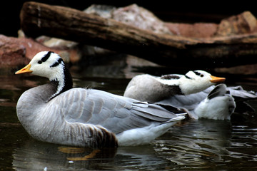Goose swimming in a lake