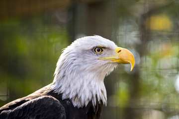 American bald eagle