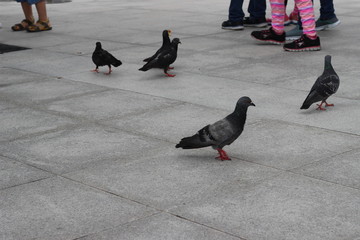 Bird at Merlion Park, Singapore
