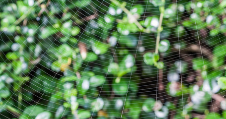 Spider Web Background