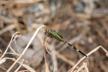 Green Marsh Hawk dragonfly, Orthetrum sabina (Order: Odonata, Family: Libellulidae) on a weed