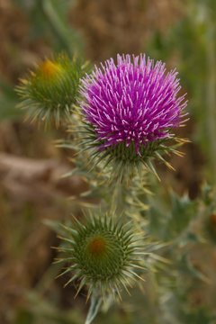 Cardo Borriquero en Flor