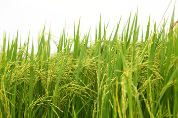 Paddy Rice Field