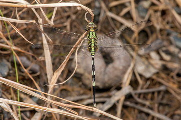 Green Marsh Hawk dragonfly, Orthetrum sabina (Order: Odonata, Family: Libellulidae) on a weed