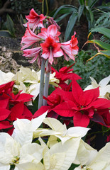 Lily and christmas poinsettias