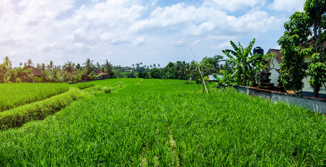 Obraz premium Green rice fields on Bali island, Indonesia