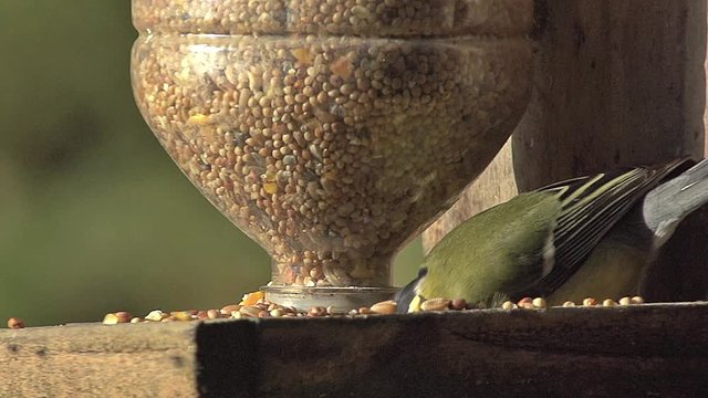 Great Tit, parus major, Adult eating Food at Trough, Normandy, Slow motion