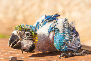 Portrait of a baby macaw