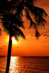 Dark silhouettes of palm trees and amazing cloudy sky and sunset at tropical sea