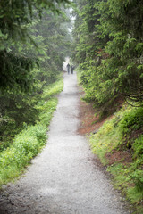 Obraz premium Wald im Nebel