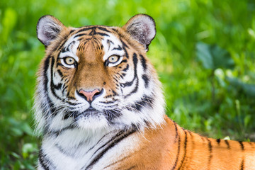 Fototapeta na wymiar Portrait of a siberian tiger
