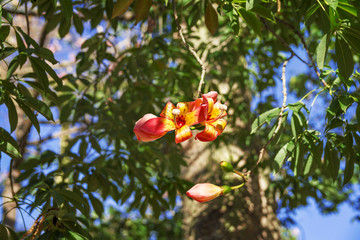 Flower in autumn of Floss Silk tree or Ceiba Speciosa , Jardin del Real Viveros in Valencia, Spain