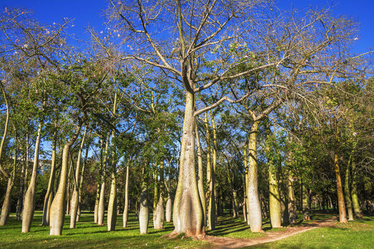 Floss Silk trees or Ceiba Speciosa in autumn , Jardin del Real Viveros of Valencia, Spain