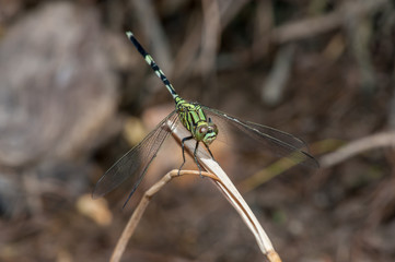 Green Marsh Hawk dragonfly, Orthetrum sabina (Order: Odonata, Family: Libellulidae) on a weed