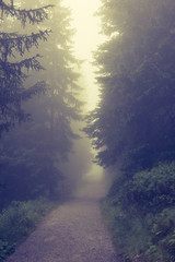 Wald im Nebel - 127219480